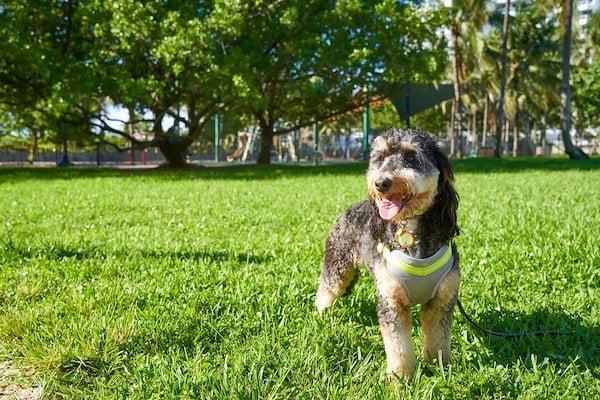 Dog in Park