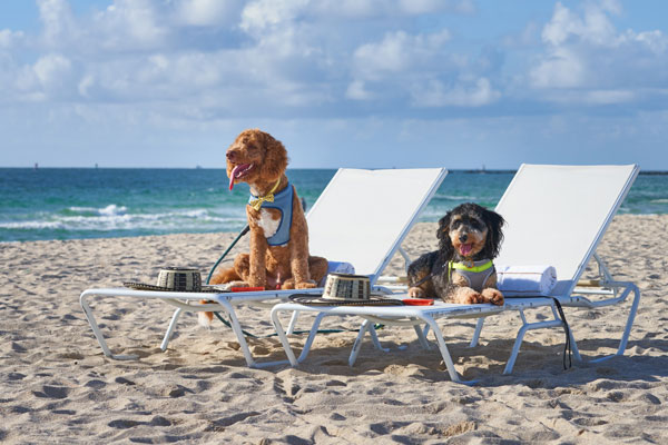Ocean Sandy Paws Package at The Balfour Miami Beach
